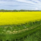 Pano of a Field of Oil Seed Rape
